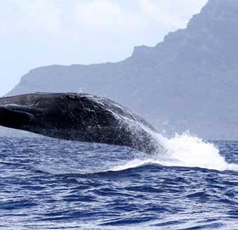 baleine maurice