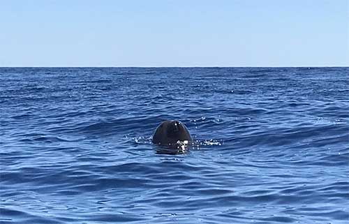 baleine maurice