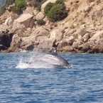 dauphins sardaigne