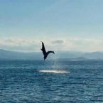 dauphins sardaigne