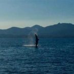 dauphins sardaigne
