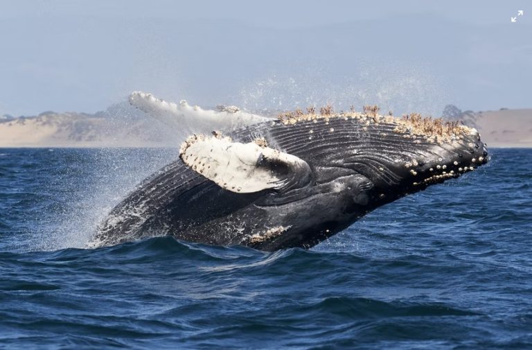 Quand observer les baleines en Californie