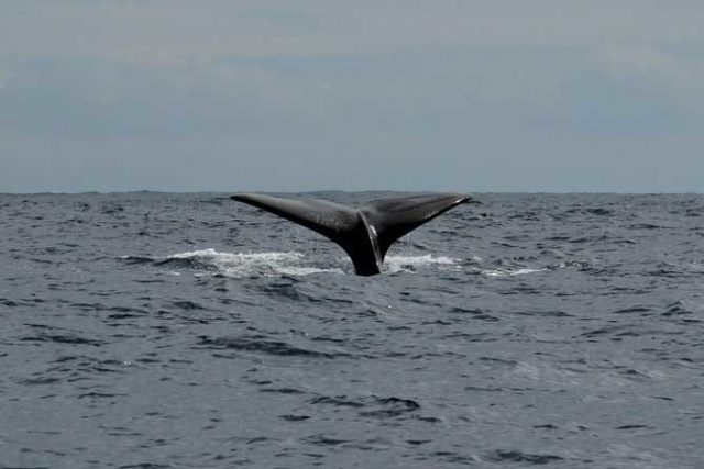 baleine tenerife