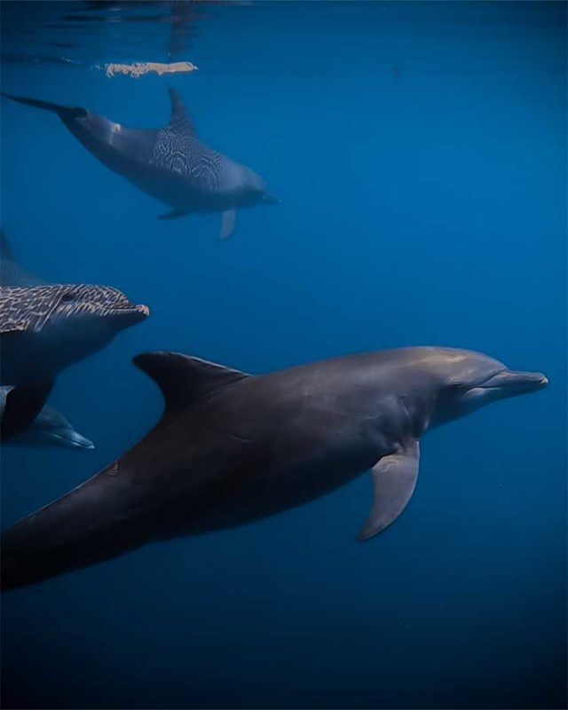 Les dauphins sontils dangereux ? Dauphins en Liberté