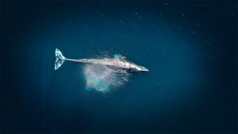 Protéger les baleines avec des sanctuaires marins