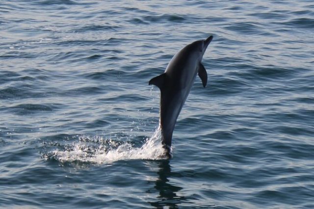 Gibraltar observation des dauphins