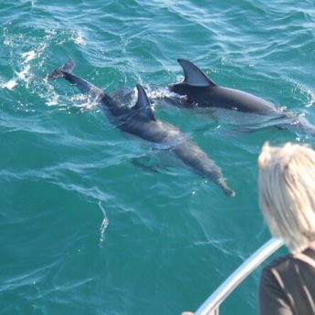 Gibraltar observation des dauphins