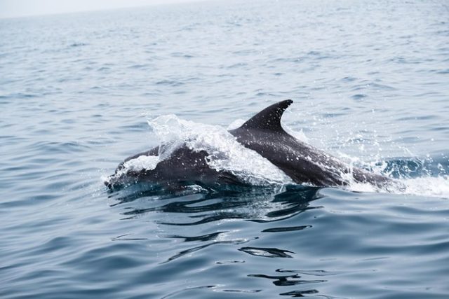 Muscat observation dauphins