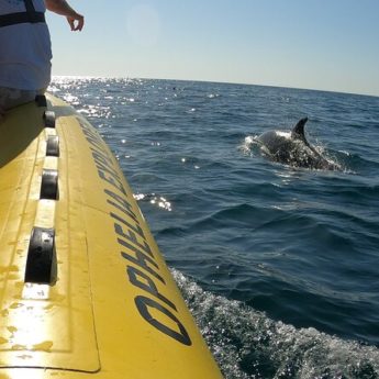 Portimao observation dauphins