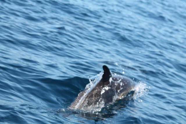 Portimao observation dauphins