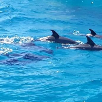 dauphins hurghada