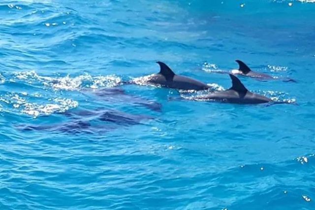 dauphins hurghada