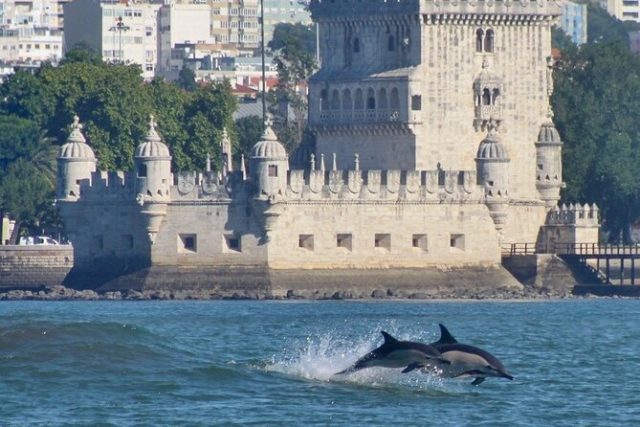 Lisbonne observation des dauphins