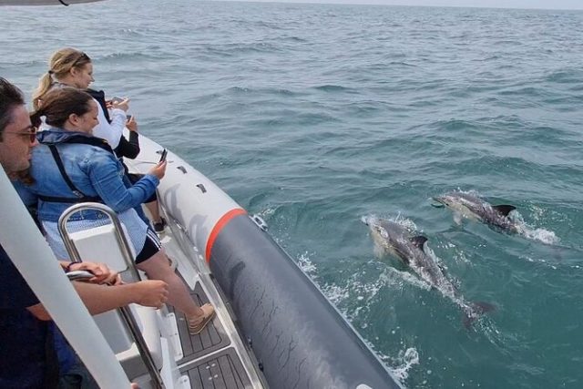 isbonne observation des dauphins