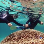 muscat dauphins snorkeling
