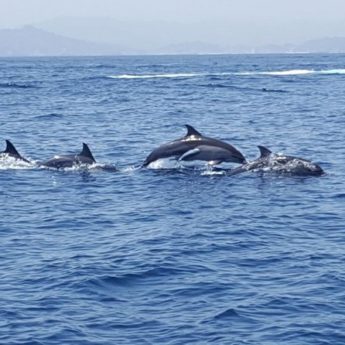muscat dauphins snorkeling