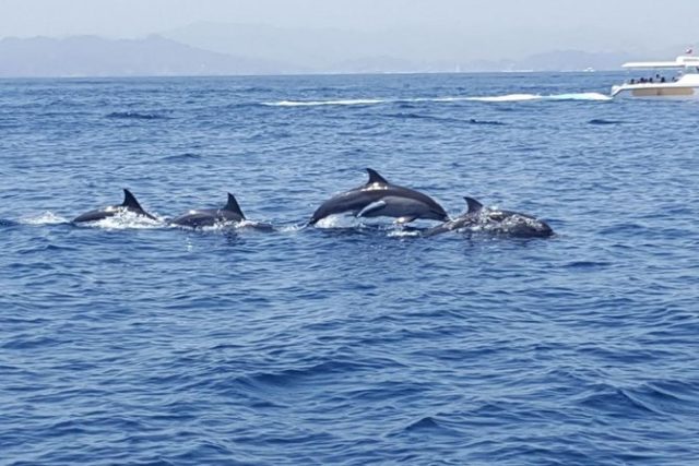 muscat dauphins snorkeling