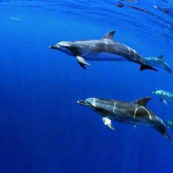 nager avec dauphins azores