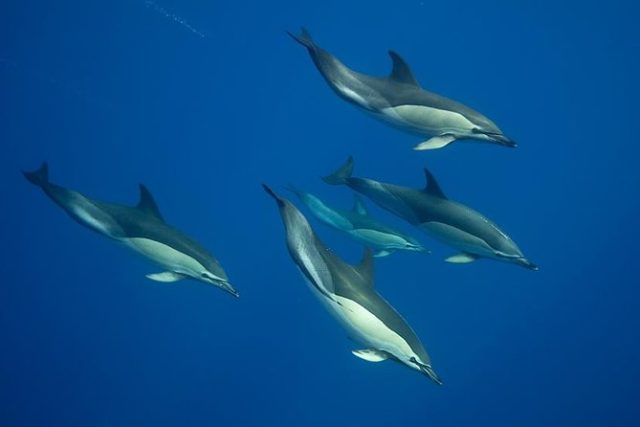 nager avec dauphins azores