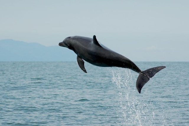 nager avec dauphins puerto vallarta mexique