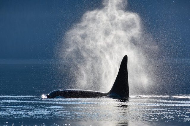 baleine Juneau