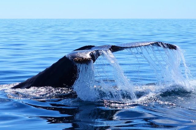 baleines cabo san lucas