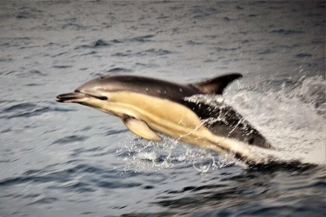 dauphins Dingle