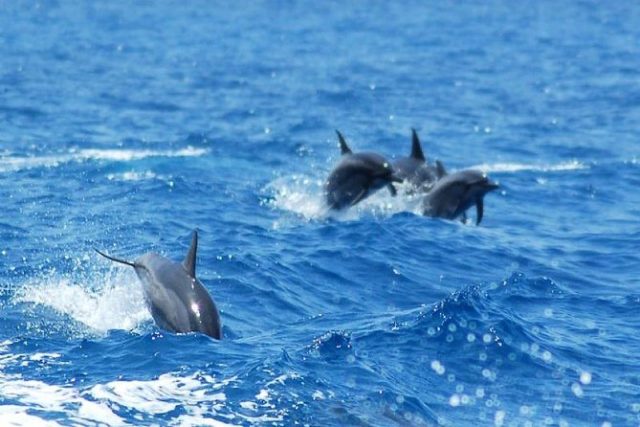 obseervation dauphins key west