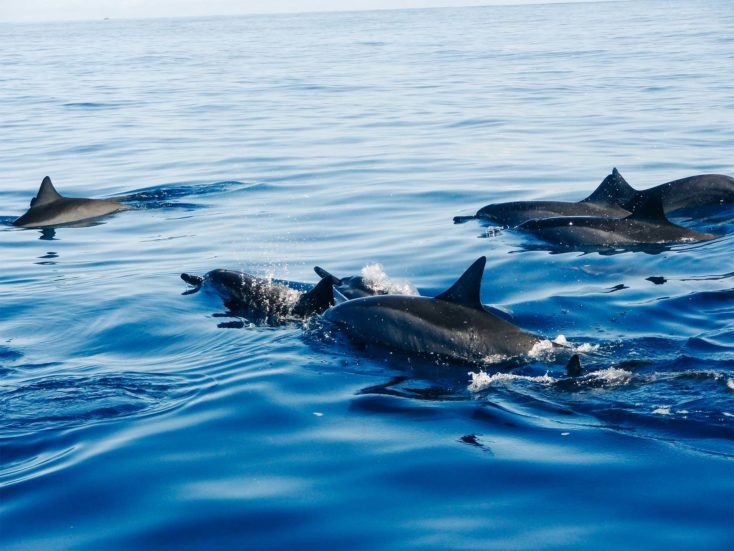 les dauphins dans la Manche