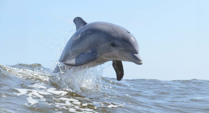 dauphins mediterranee