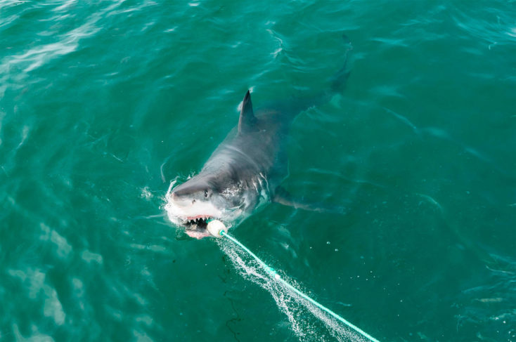 requin blanc