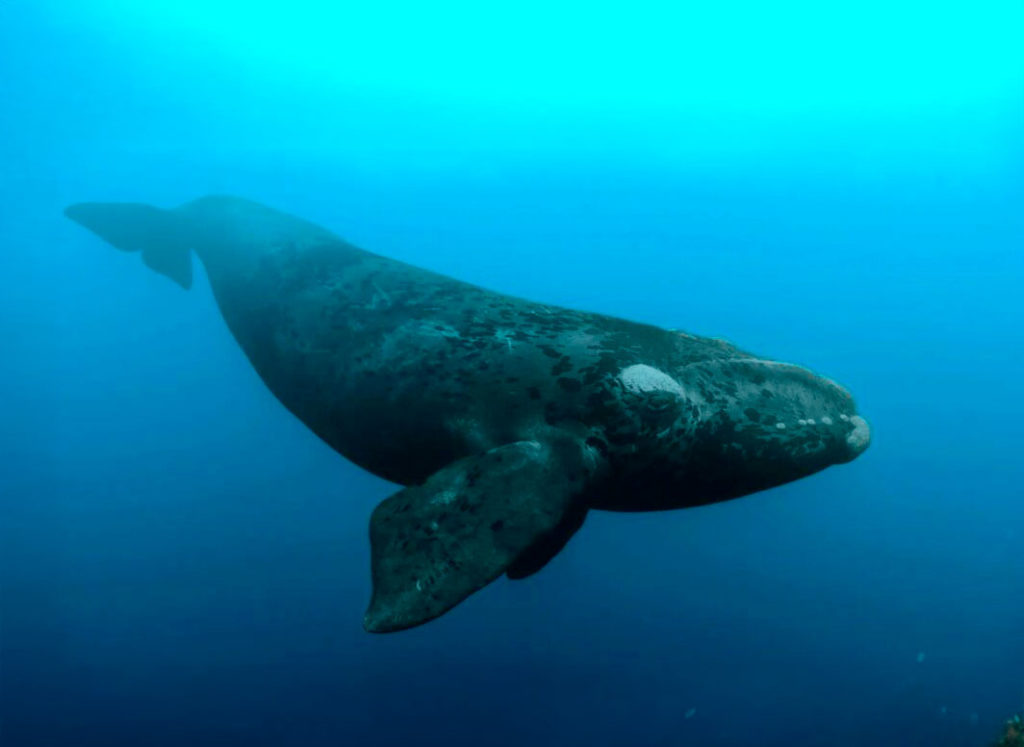 La longévité des baleines franches menacée par les activités humaines