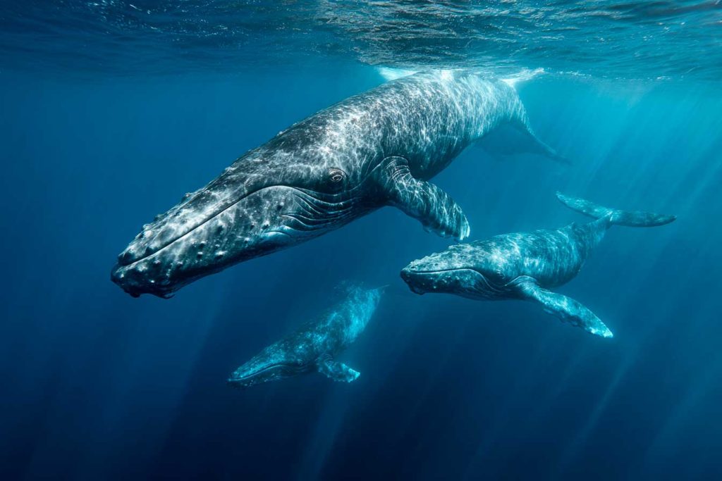 baleine
