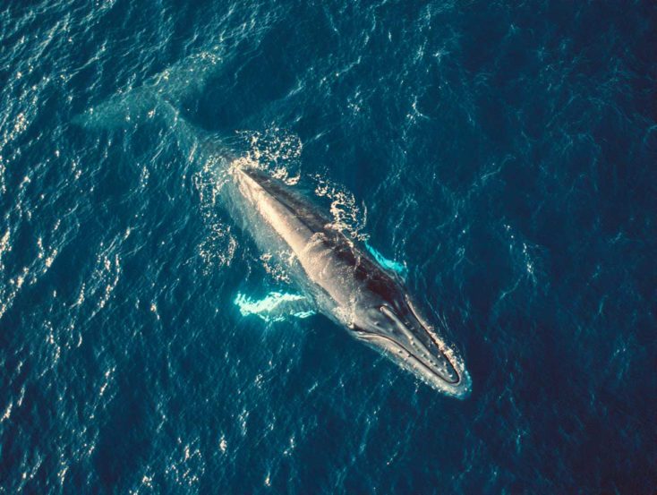 baleine bleue