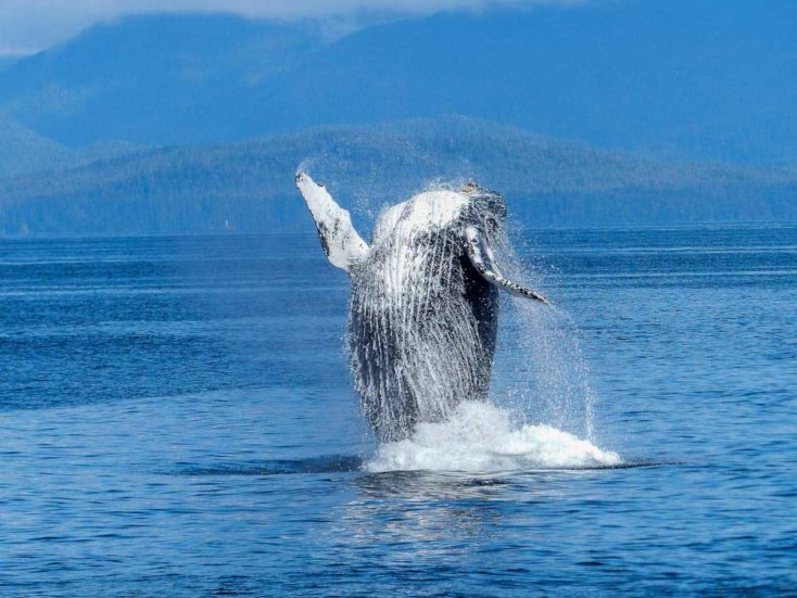 baleine