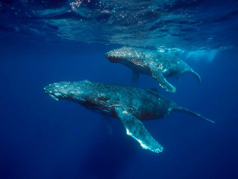 Pourquoi les baleines dorment‑elles en fermant un seul hémisphère cérébral ?