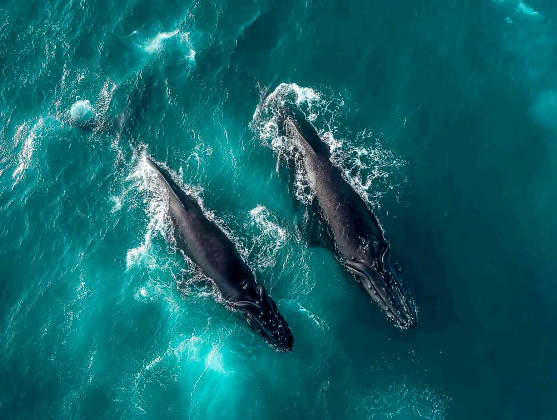 les poils des baleines