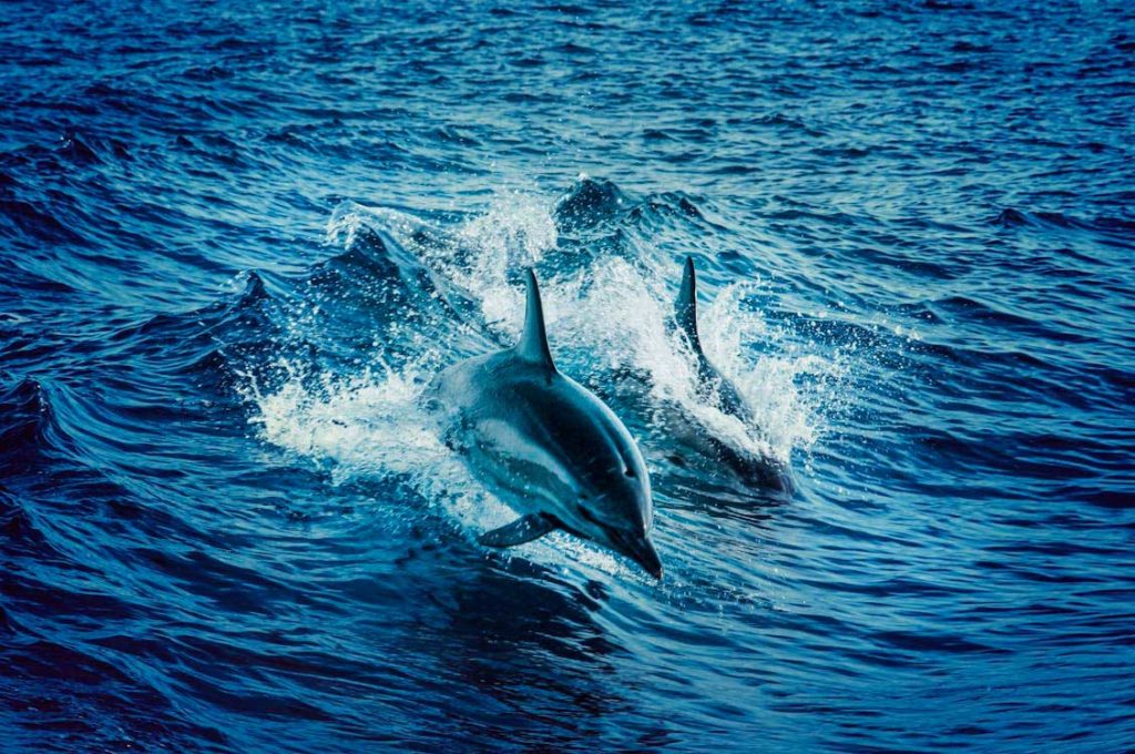 dauphin insolite