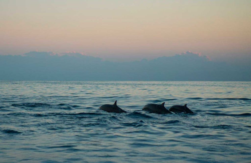 dauphin insolite