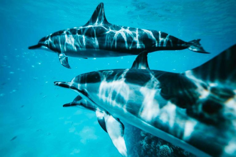 Découvrez dix faits insolites sur les dauphins