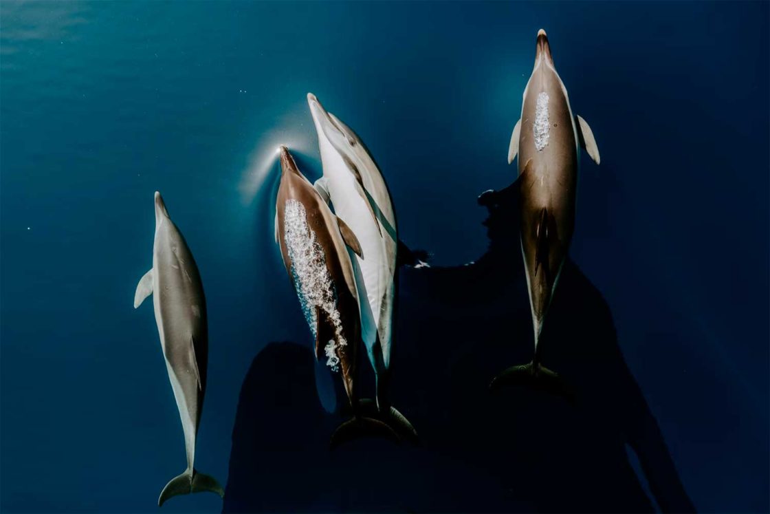 Comment fonctionnent l’écholocalisation chez les dauphins et les cachalots ?