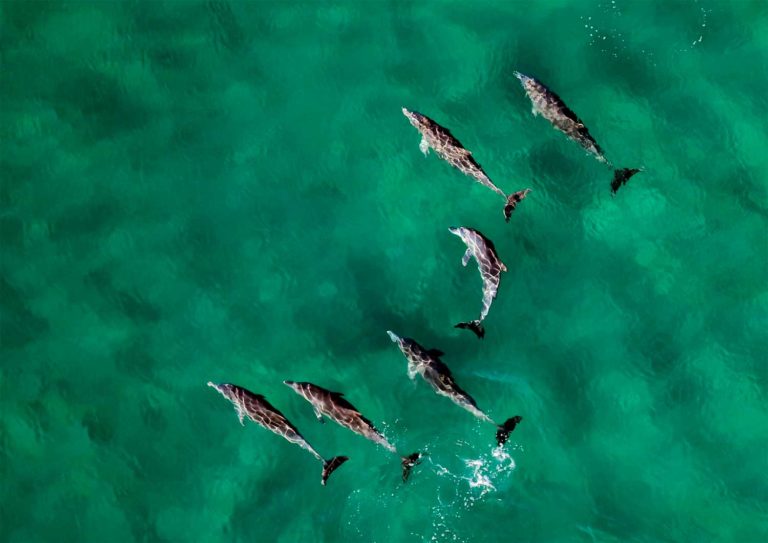 Pourquoi les dauphins s'échouent sur la terre ferme