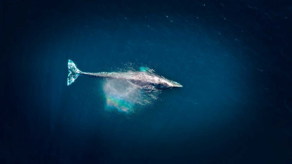 longueur baleine