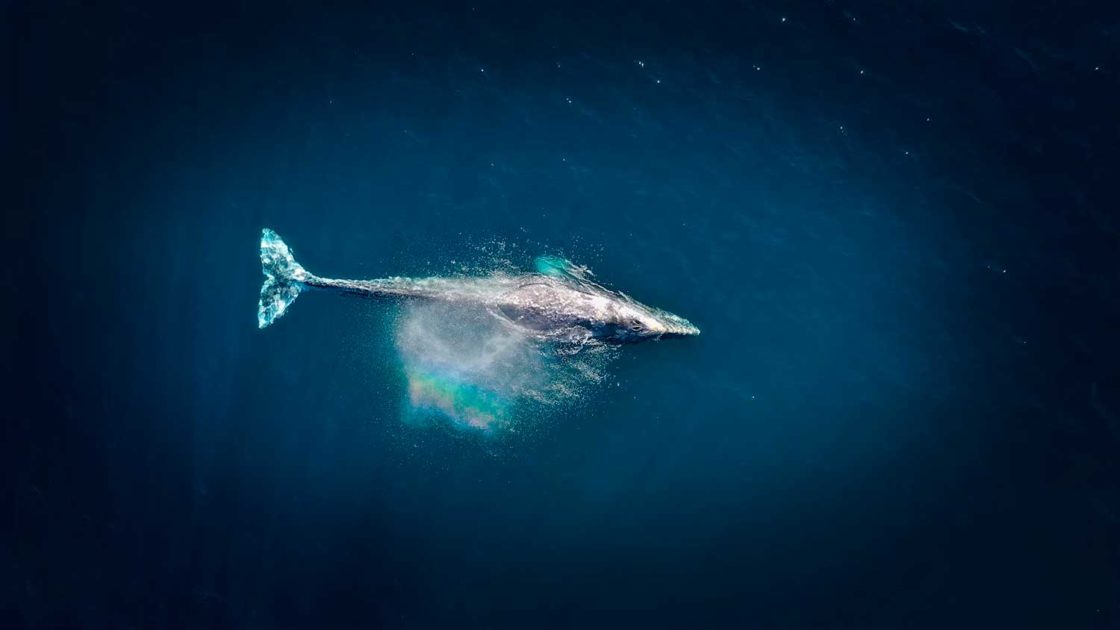 longueur baleine