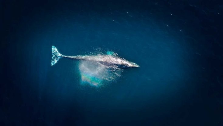 longueur baleine