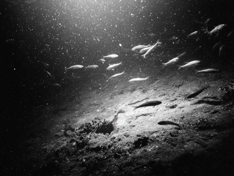 Les secrets des animaux marins face aux pressions extrêmes