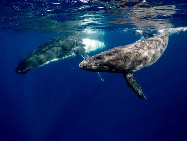 Les mystérieux “whup” des baleines à bosse : signaux et sens en mer