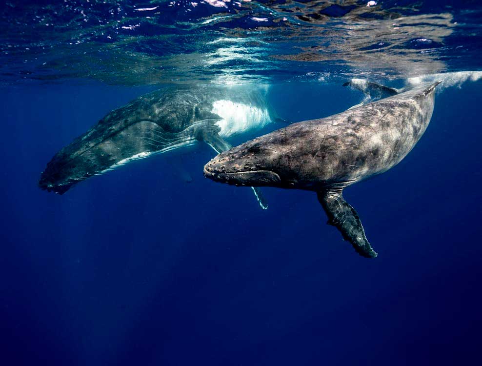 Les mystérieux “whup” des baleines à bosse : signaux et sens en mer